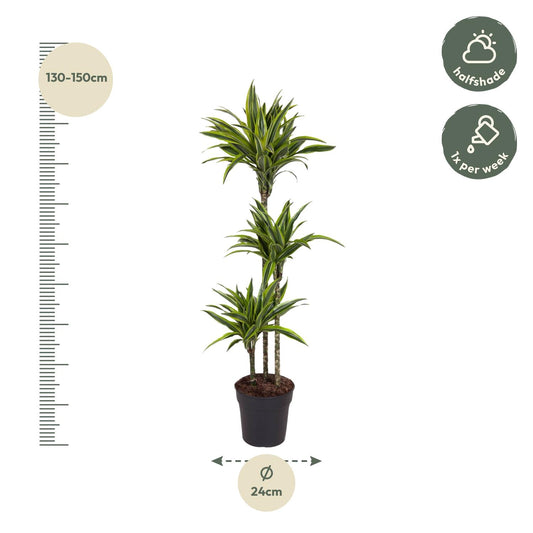 Drachenbaum 'Lemon Lime' – 130 cm pflegeleichte Zimmerpflanze