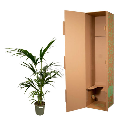Kentia Palme – 130 cm – Premium Zimmerpflanze im Ø21cm Topf