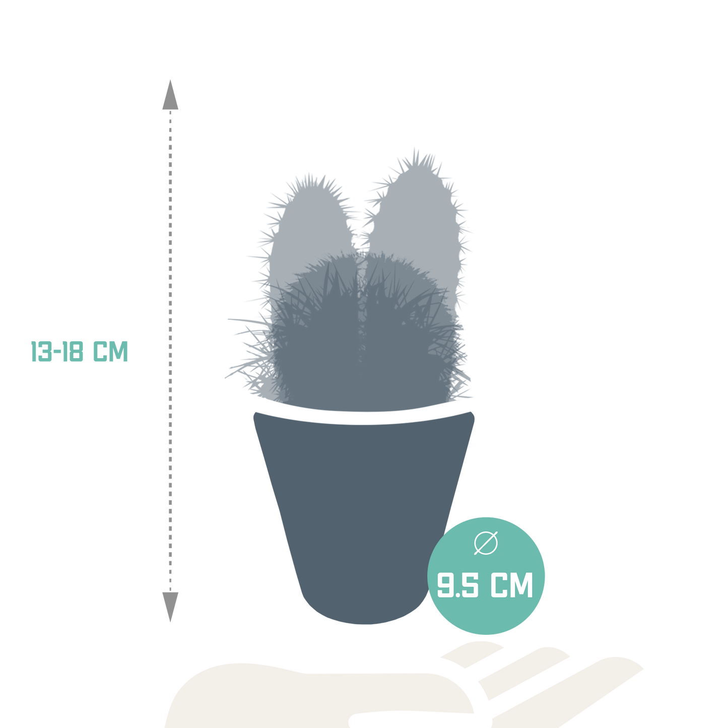 Kakteenmischung 8,5 cm - 3x - in witte pot