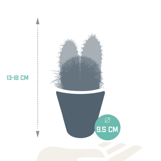 Kakteenmischung 8,5 cm - 3x - in witte pot