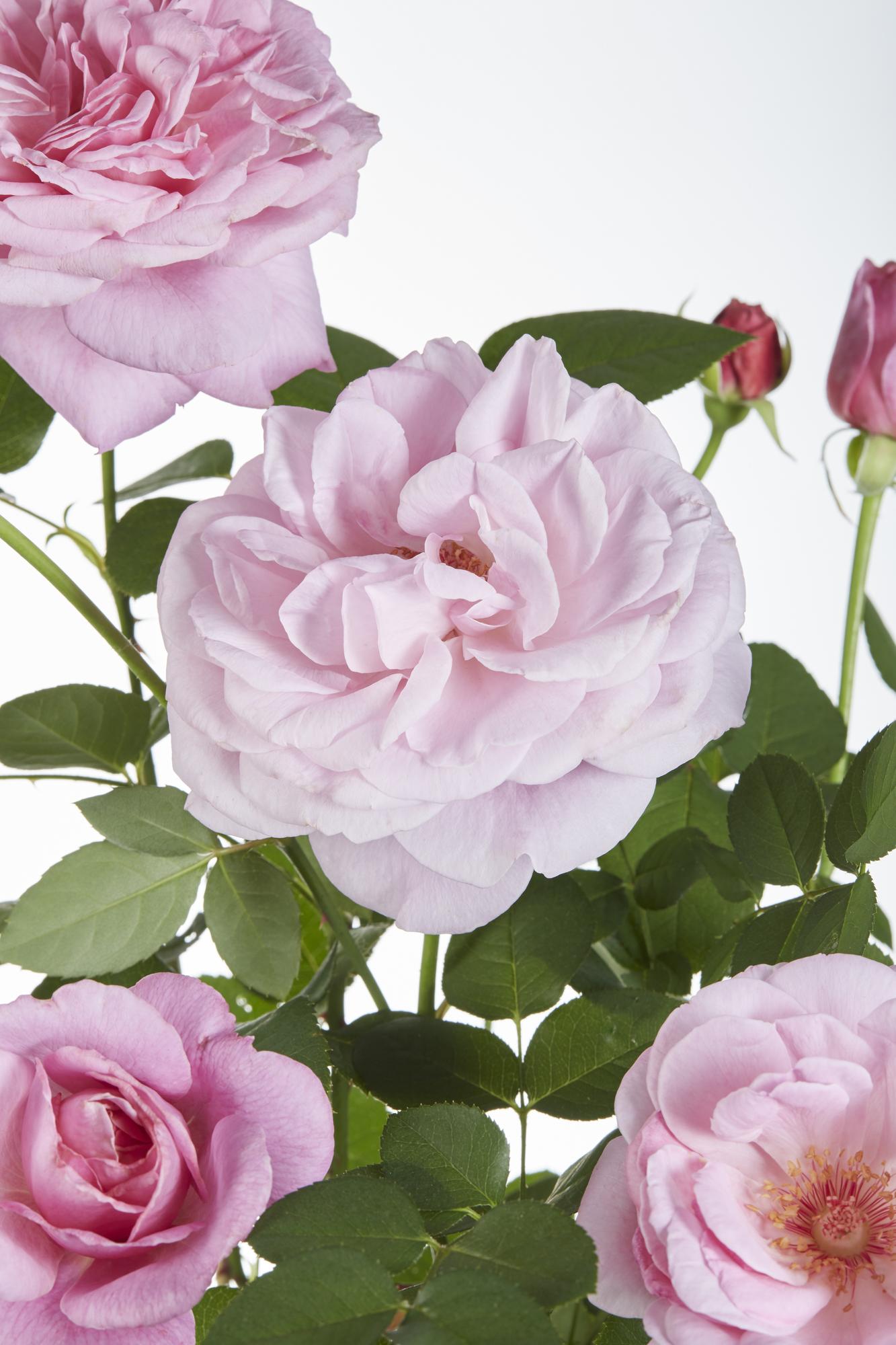 Rosa Crazy in love 'Pink' - Rosa Rose - Ø15cm - ↕65cm