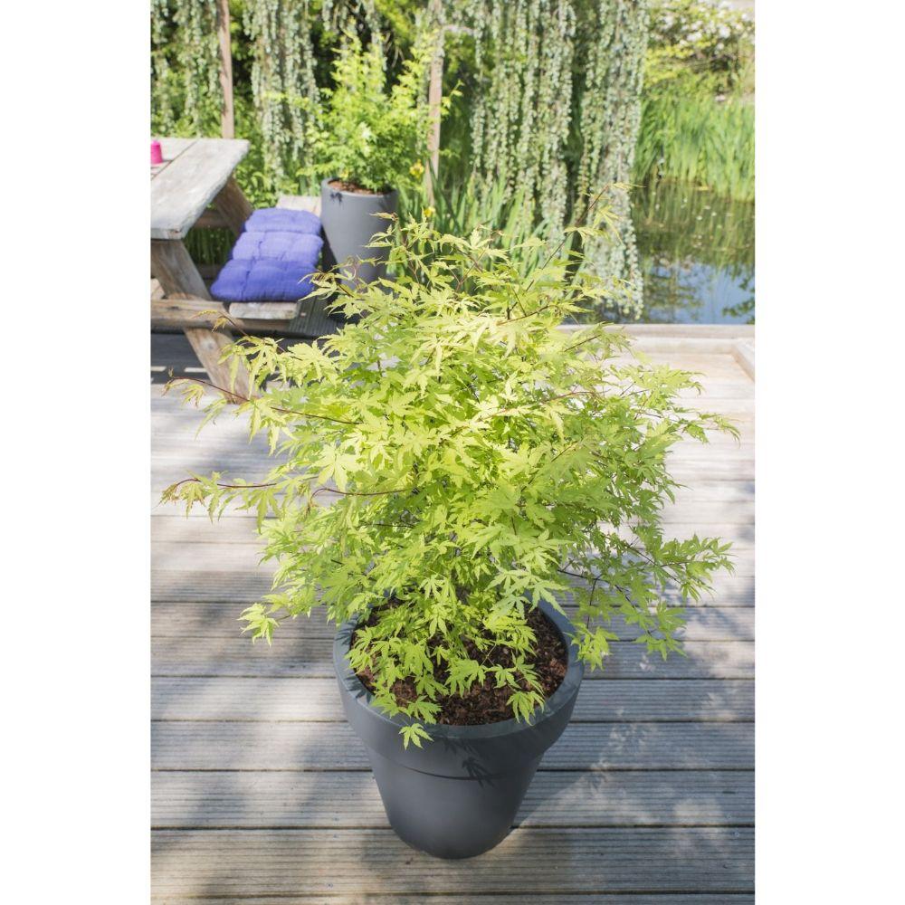 Acer palm. 'Anne Irene' - Ø19cm - ↕40cm
