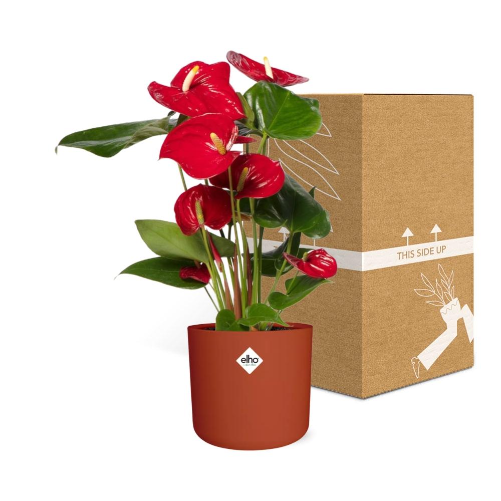Anthurium Red 12cm in ELHO b.for soft rond 14cm brique