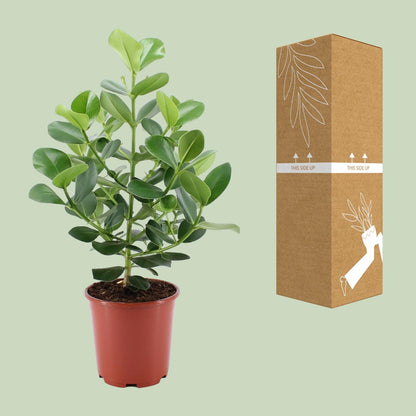 Clusia Rosea Princess - Ø24cm - ↕80cm