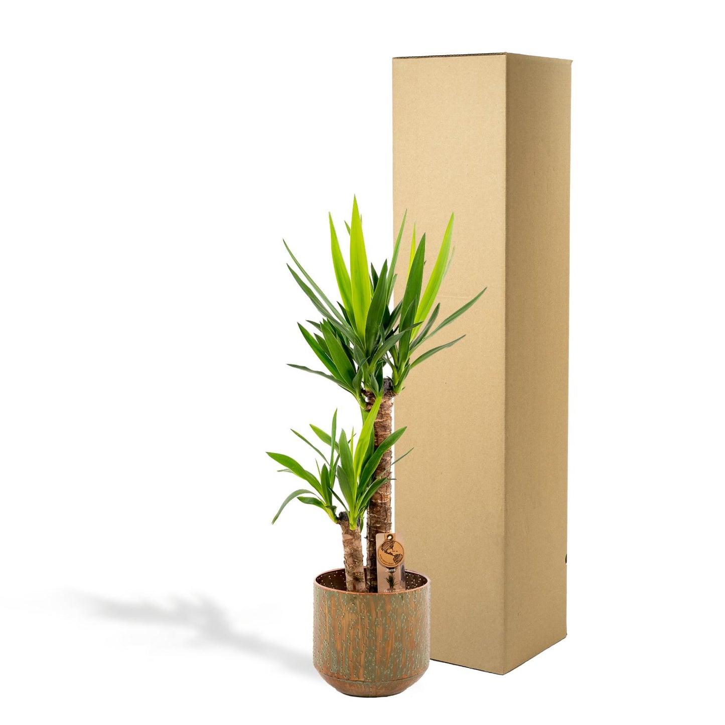 Yucca Palme 100 cm – Pflegeleichte Palmlilie für Zuhause