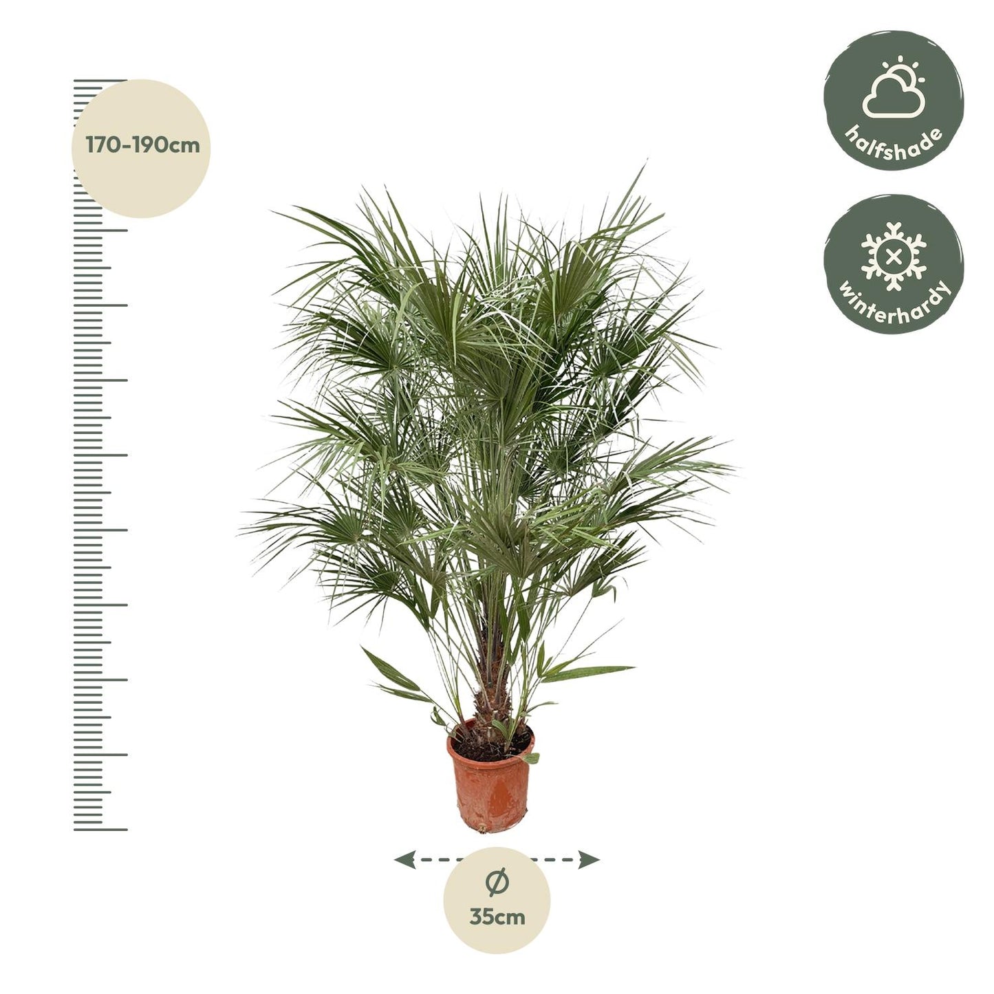 Zwergpalme 170 cm – Mediterrane Kübelpflanze für Terrasse & Balkon
