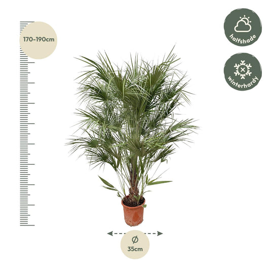 Zwergpalme 170 cm – Mediterrane Kübelpflanze für Terrasse & Balkon