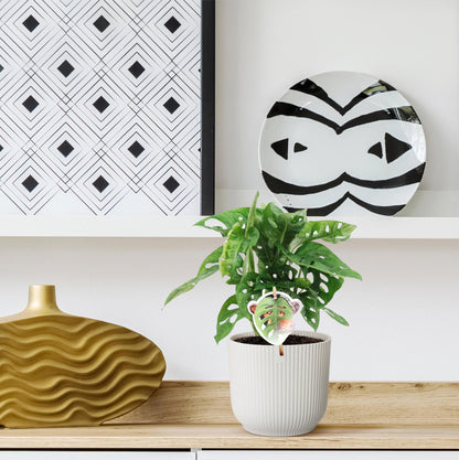 Monstera Monkey Leaf – Exotisches Fensterblatt 25 cm