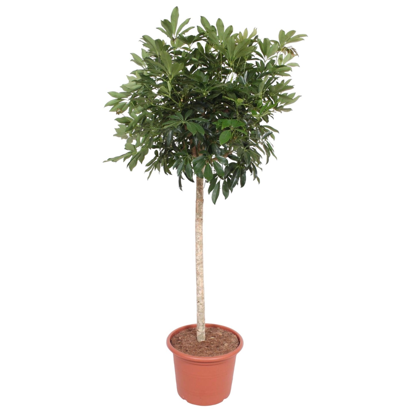 Strahlenaralie Compacta – 190 cm pflegeleichte Zimmerpflanze