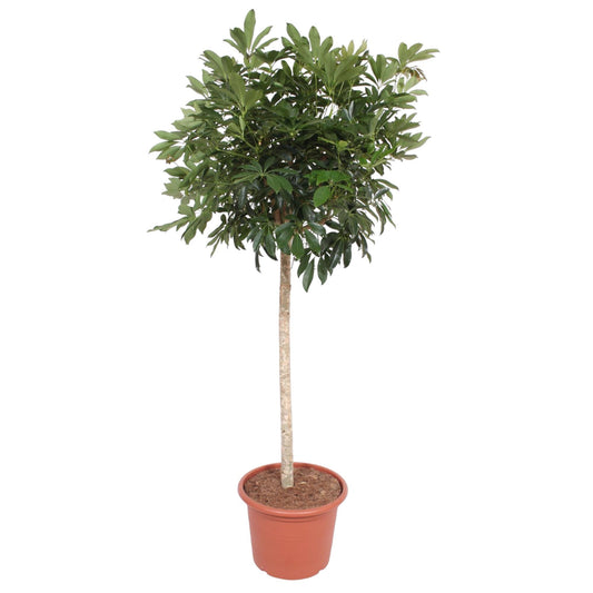 Strahlenaralie Compacta – 190 cm pflegeleichte Zimmerpflanze