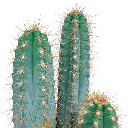 Blauer Säulenkaktus – 17 cm Pilosocereus azureus