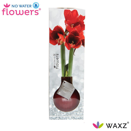 No Water Flowers Waxz® Luxury Box Bordeaux - ↕15cm