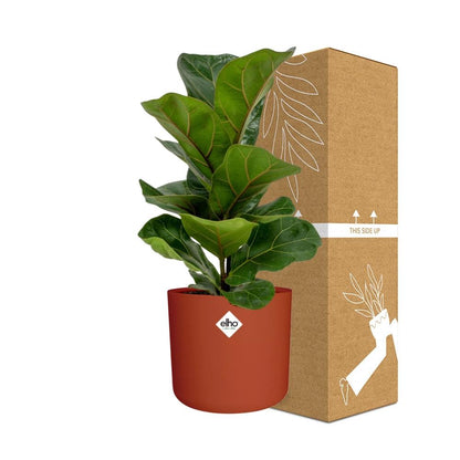 Ficus Lyrata ‘Bambino’ in ELHO b.for soft rond 14cm brique