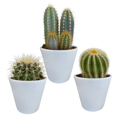 Kakteen-Mischung 3er Set im 8,5 cm Topf