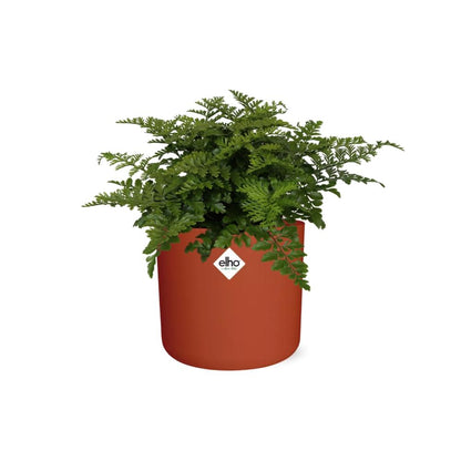 Asplenium Parvati in ELHO b.for soft rond 14cm brique