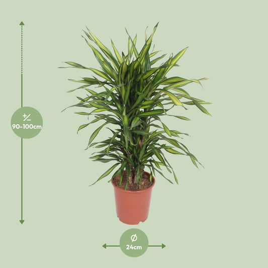 Dracaena Fragrans Riki - Ø24cm - ↕90cm