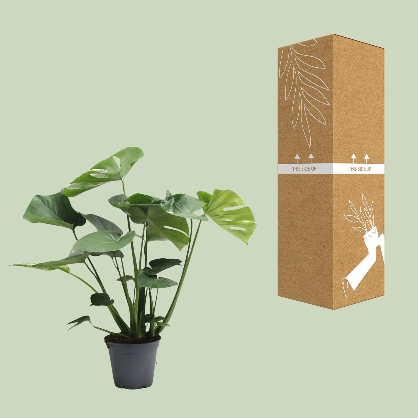 Monstera Deliciosa Tauerii