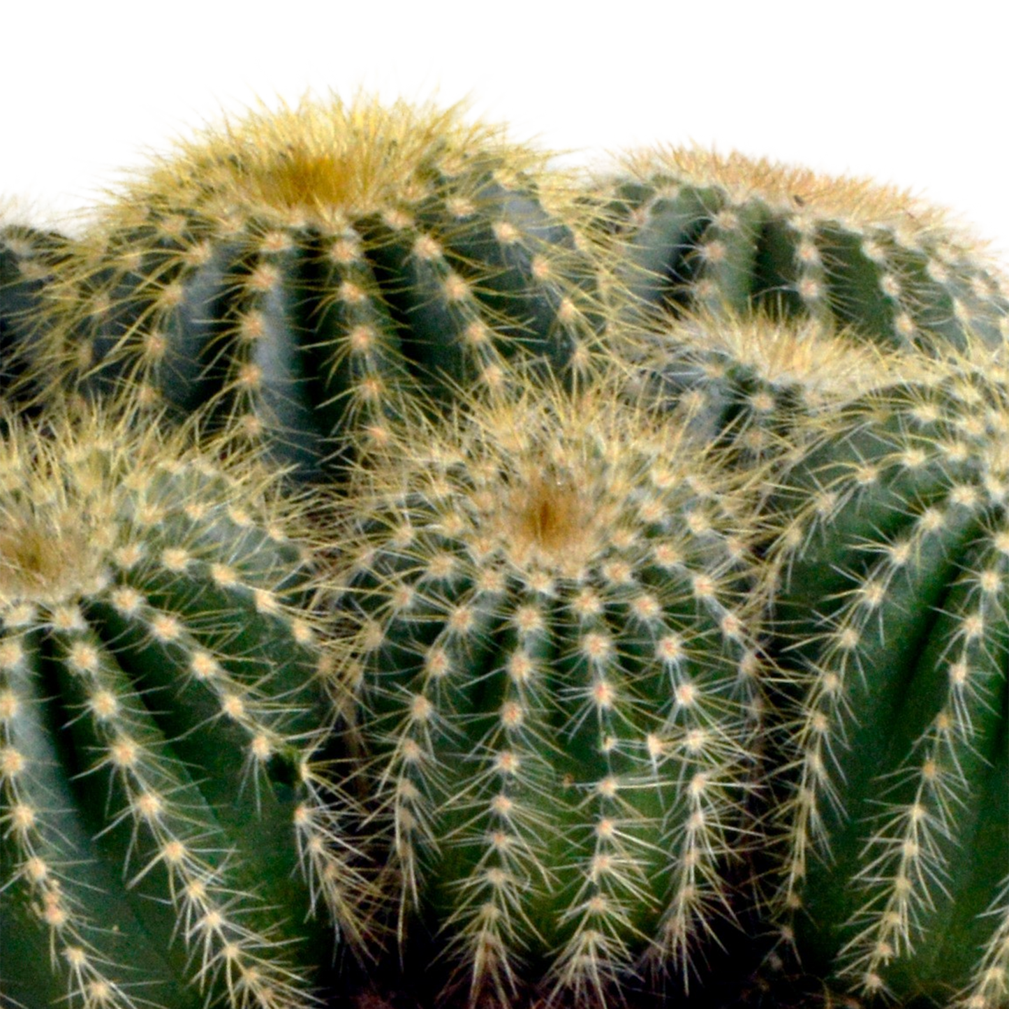 Kugelkaktee 12 cm – Eriocactus warasii mit gelben Stacheln