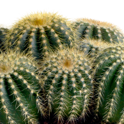 Kugelkaktee 12 cm – Eriocactus warasii mit gelben Stacheln