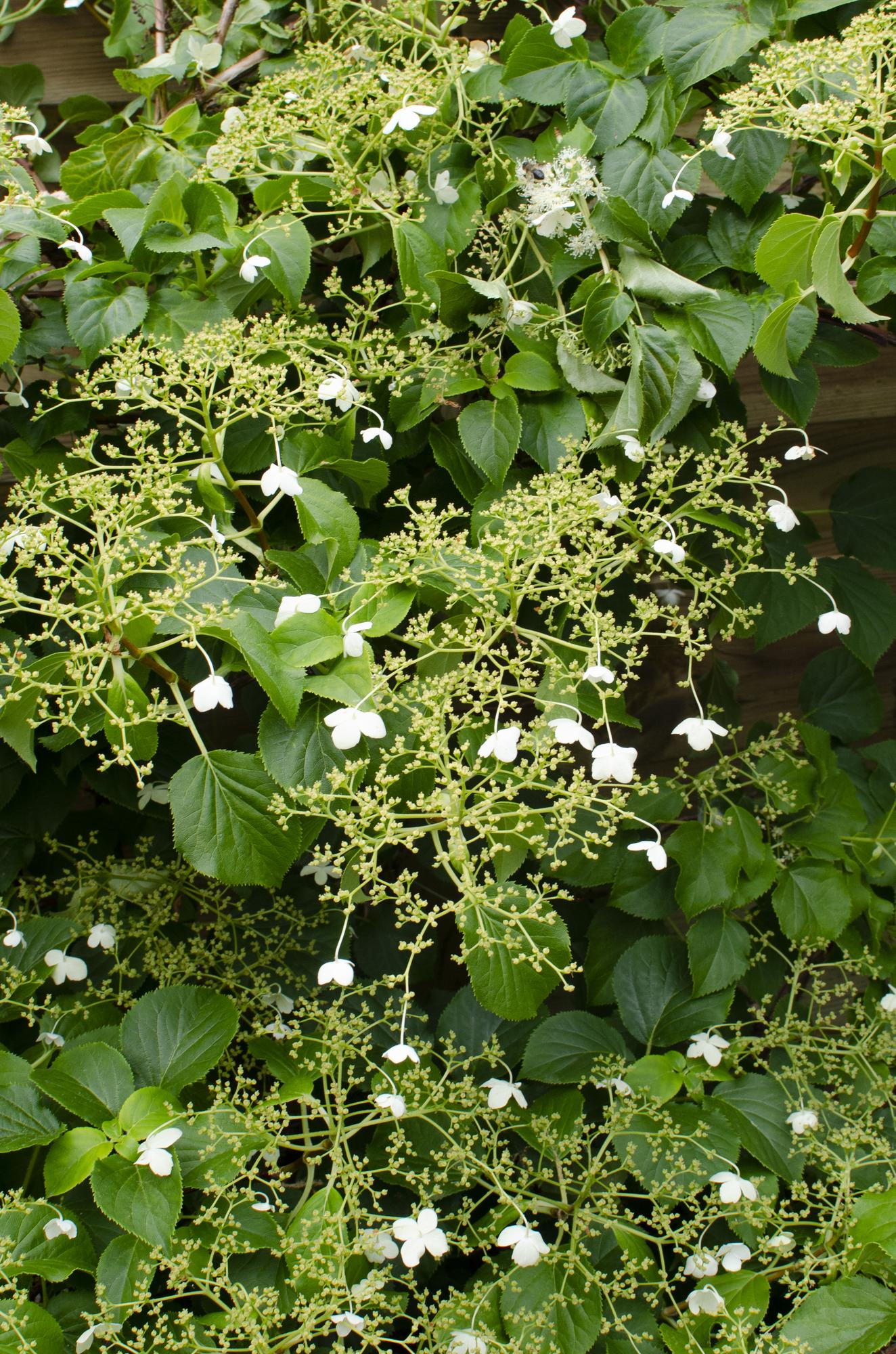 Hydrangea petiolaris - Kletternde Hortensie - Ø15cm - ↕65cm