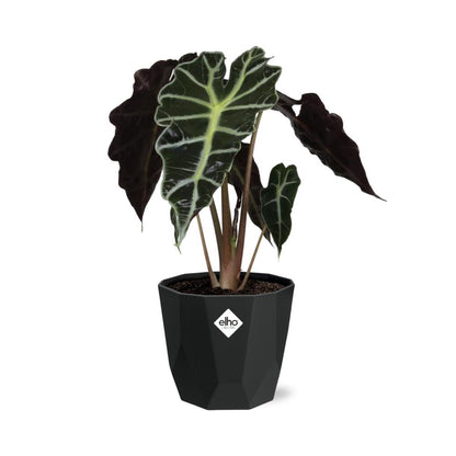 Alocasia ‘Polly’ in 14cm b.for rock living black