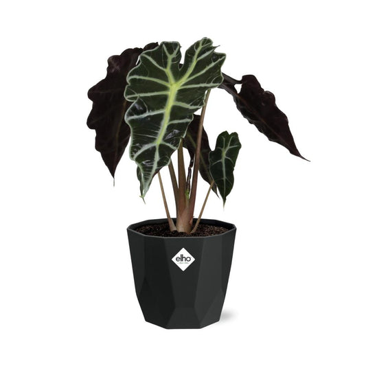 Alocasia ‘Polly’ in 14cm b.for rock living black