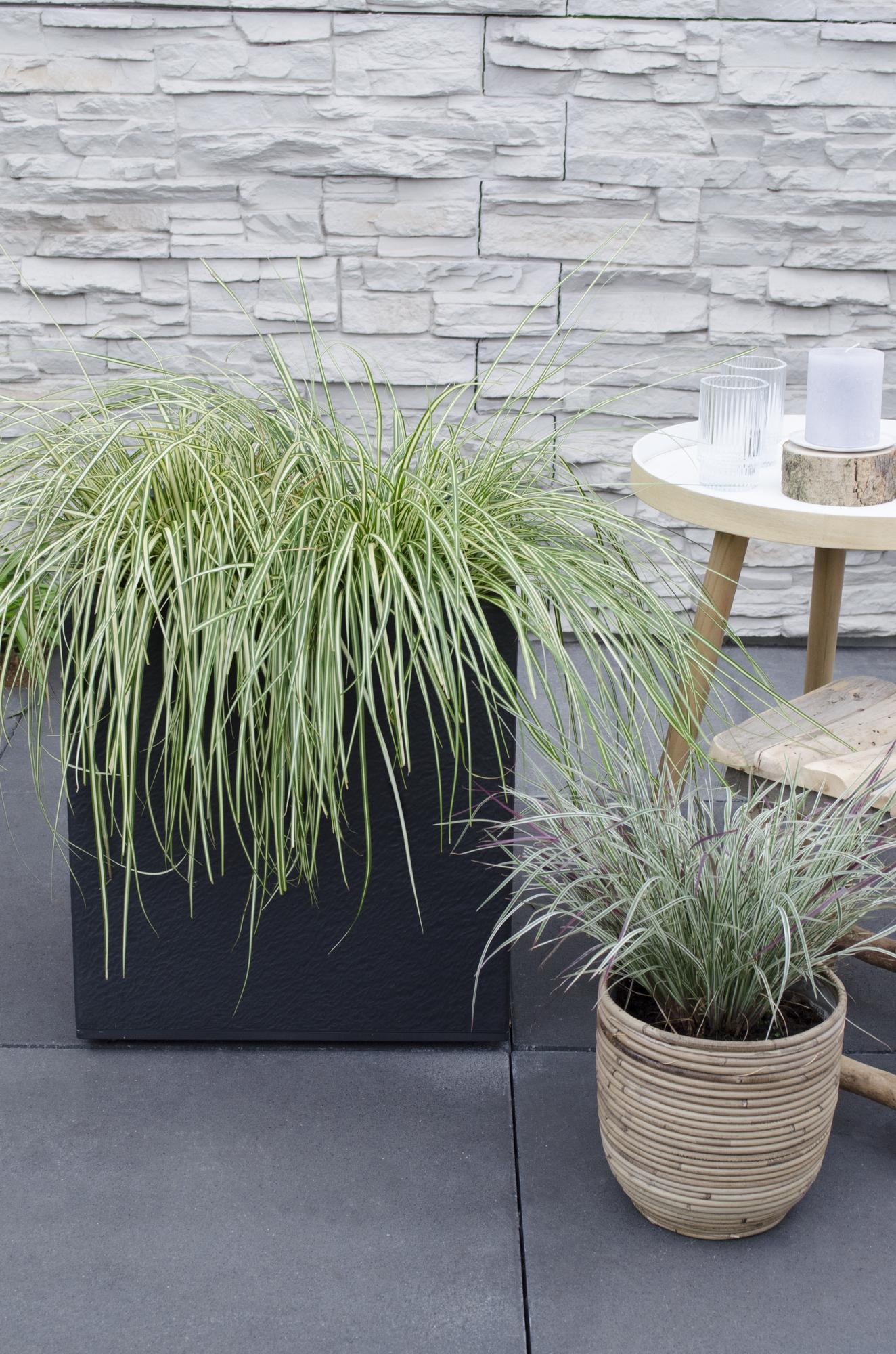 3x - Carex hachijoensis 'Evergold' - ↨30cm - Ø14
