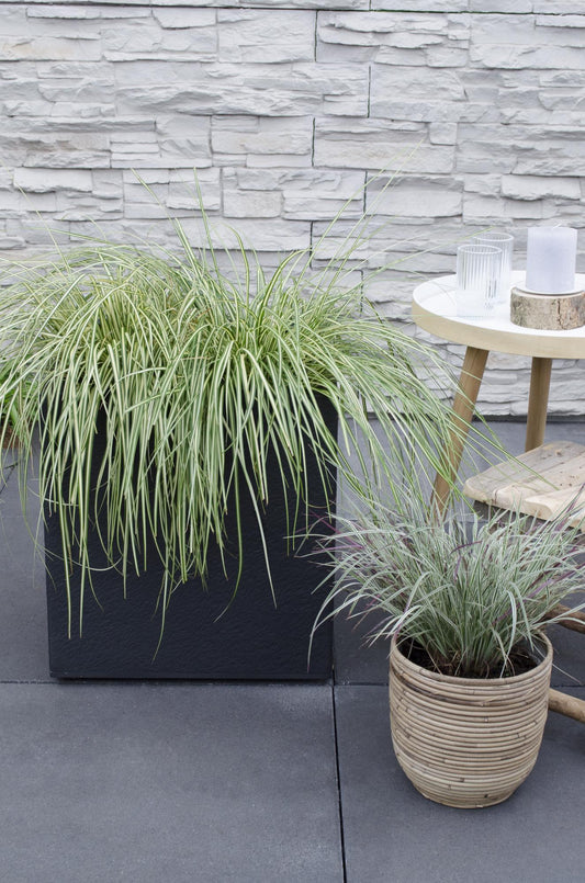 3x - Carex hachijoensis 'Evergold' - ↨30cm - Ø14
