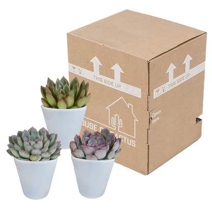 Echeveria-Mischung 8,5 cm - 3x - in witte pot