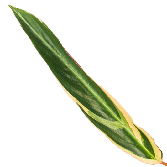 Stromanthe Triostar – Exotische Buntblatt-Zimmerpflanze 70 cm