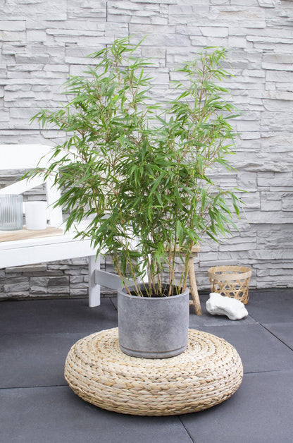 Fargesia rufa - Ø29cm - ↕80cm - Ø23 - ↨80cm