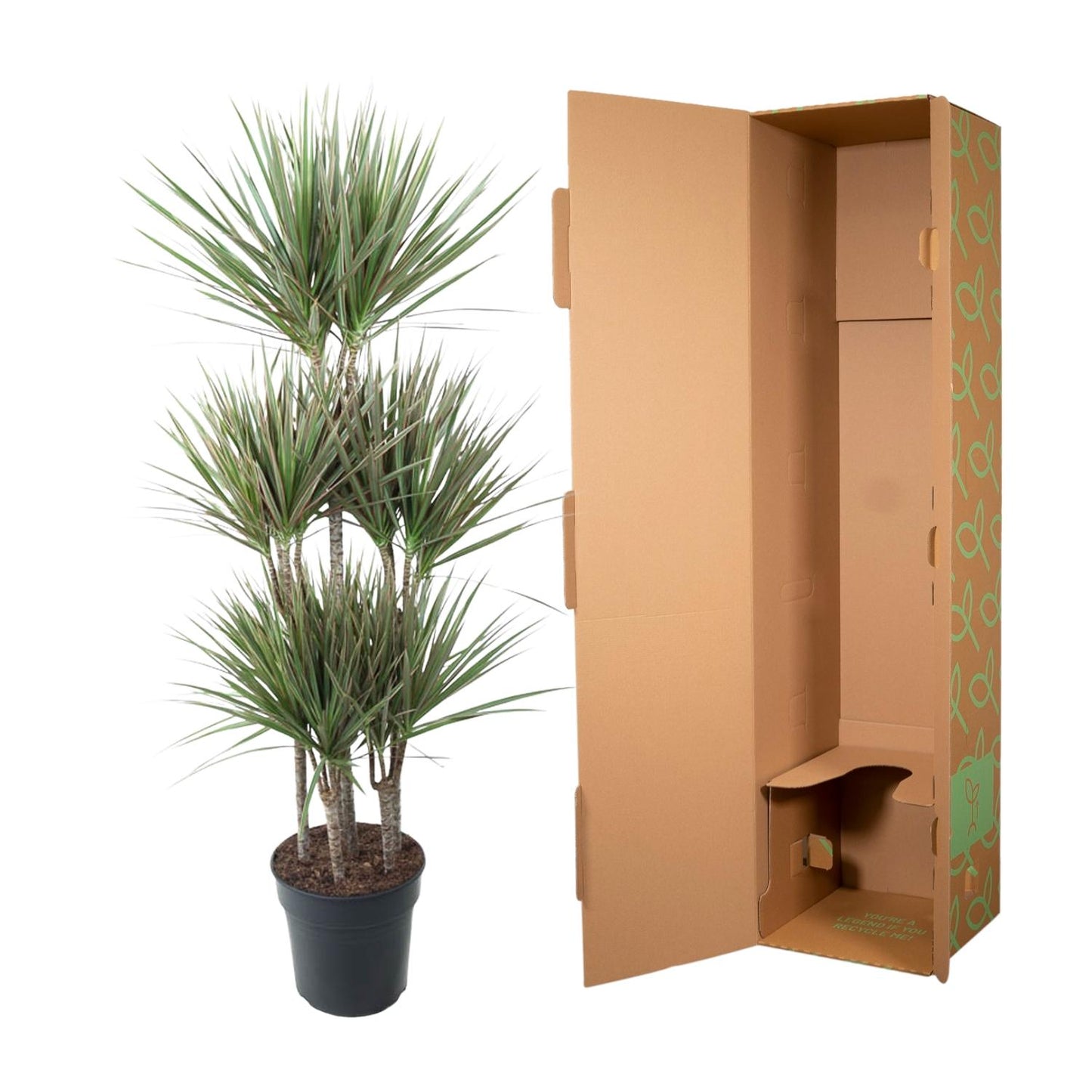 Dracaena Bicolor Carrousel - 150 cm - ø31