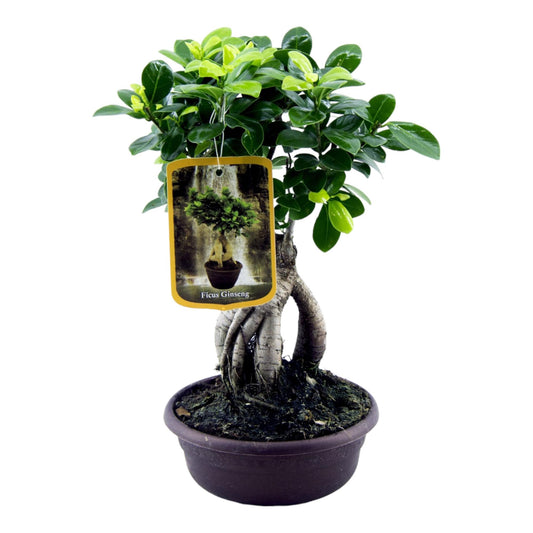 Ginseng-Feige Bonsai Zimmerpflanze – 30 cm pflegeleicht