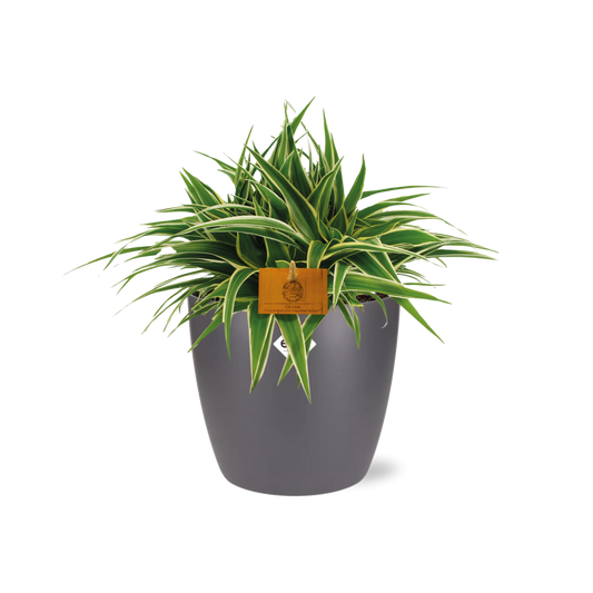 Chlorophytum Ocean 15cm in ELHO brussels 16cm round anthracite