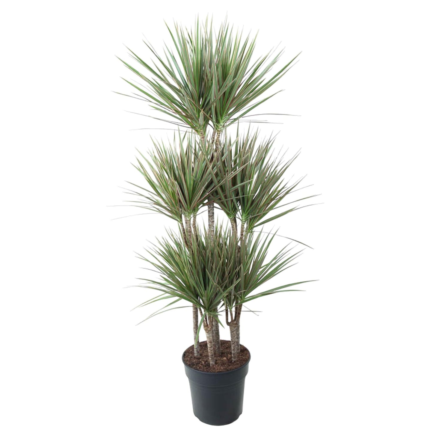 Dracaena Bicolor Carrousel - 150 cm - ø31