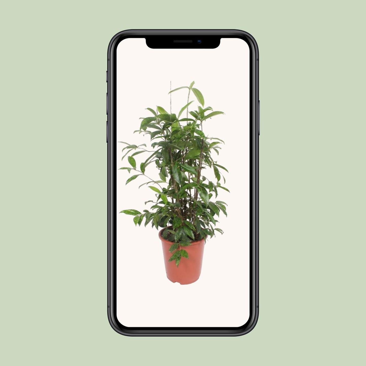 Dracaena Surculosa - Ø27cm - ↕110cm