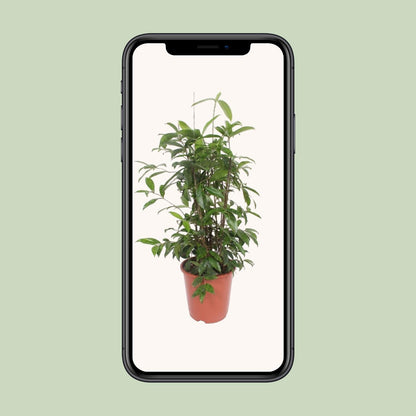 Dracaena Surculosa - Ø27cm - ↕110cm