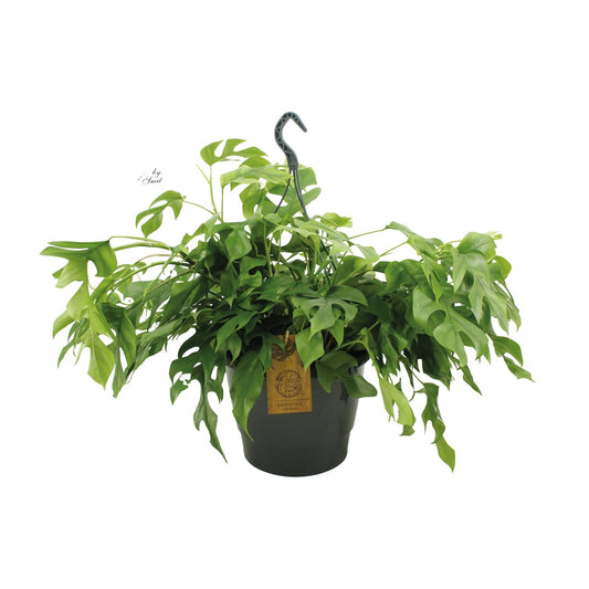 Monstera Minima 27cm HP