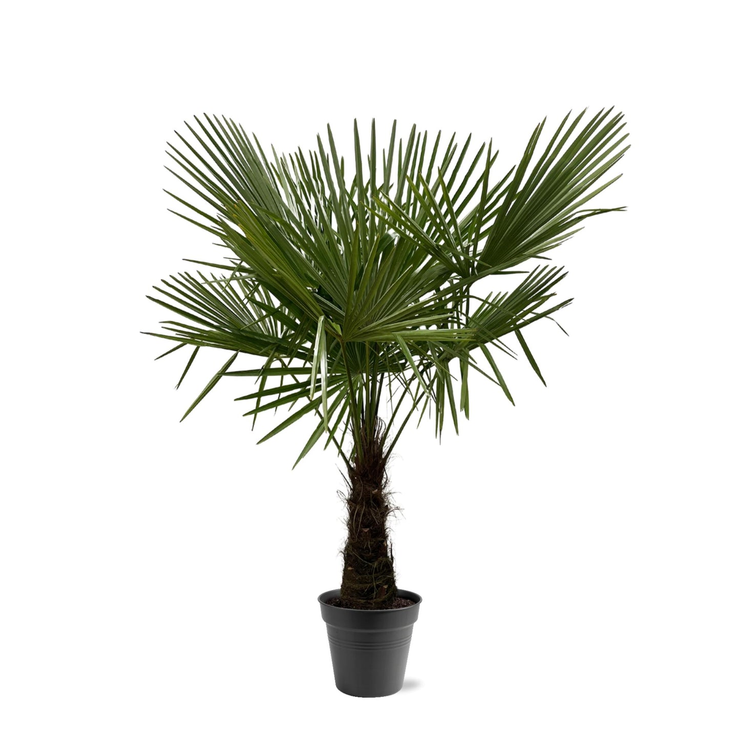 Hanfpalme 160-180 cm – Winterharte mediterrane Gartenpalme Ø30