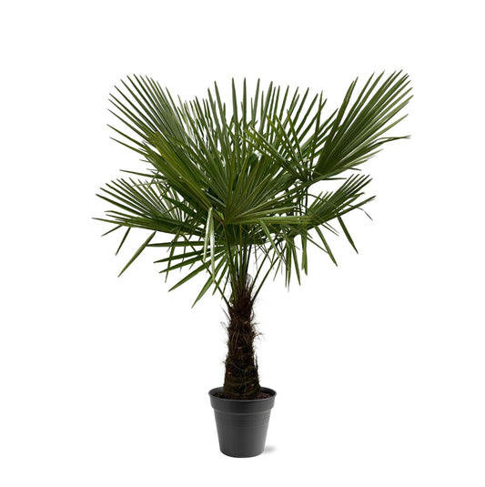 Hanfpalme 160-180 cm – Winterharte mediterrane Gartenpalme Ø30