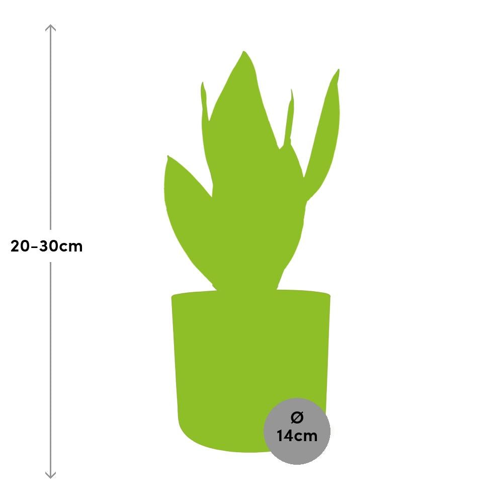 Sansevieria Futura Superba in ELHO b.for soft rond 14cm brique