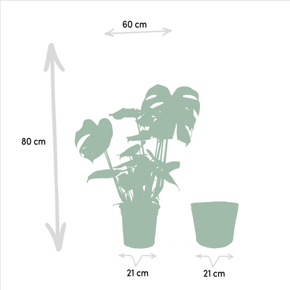 Strelitzia Nicolai - Ø19cm - ↕85cm + Monstera Deliciosa - Ø21cm - ↕75cm + Korb Selin