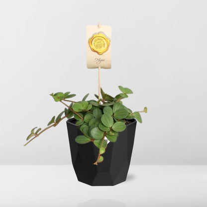 Peperomia ‘Hope’ in 14cm b.for rock living black