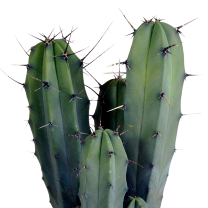 Blaubärchenkaktus 17 cm – Moderner Säulenkaktus für Zuhause