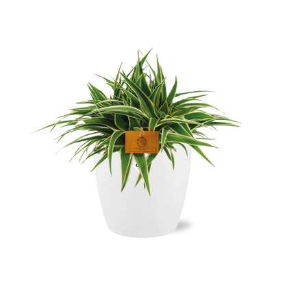 Chlorophytum Ocean 15cm in ELHO brussels 16 cm round white