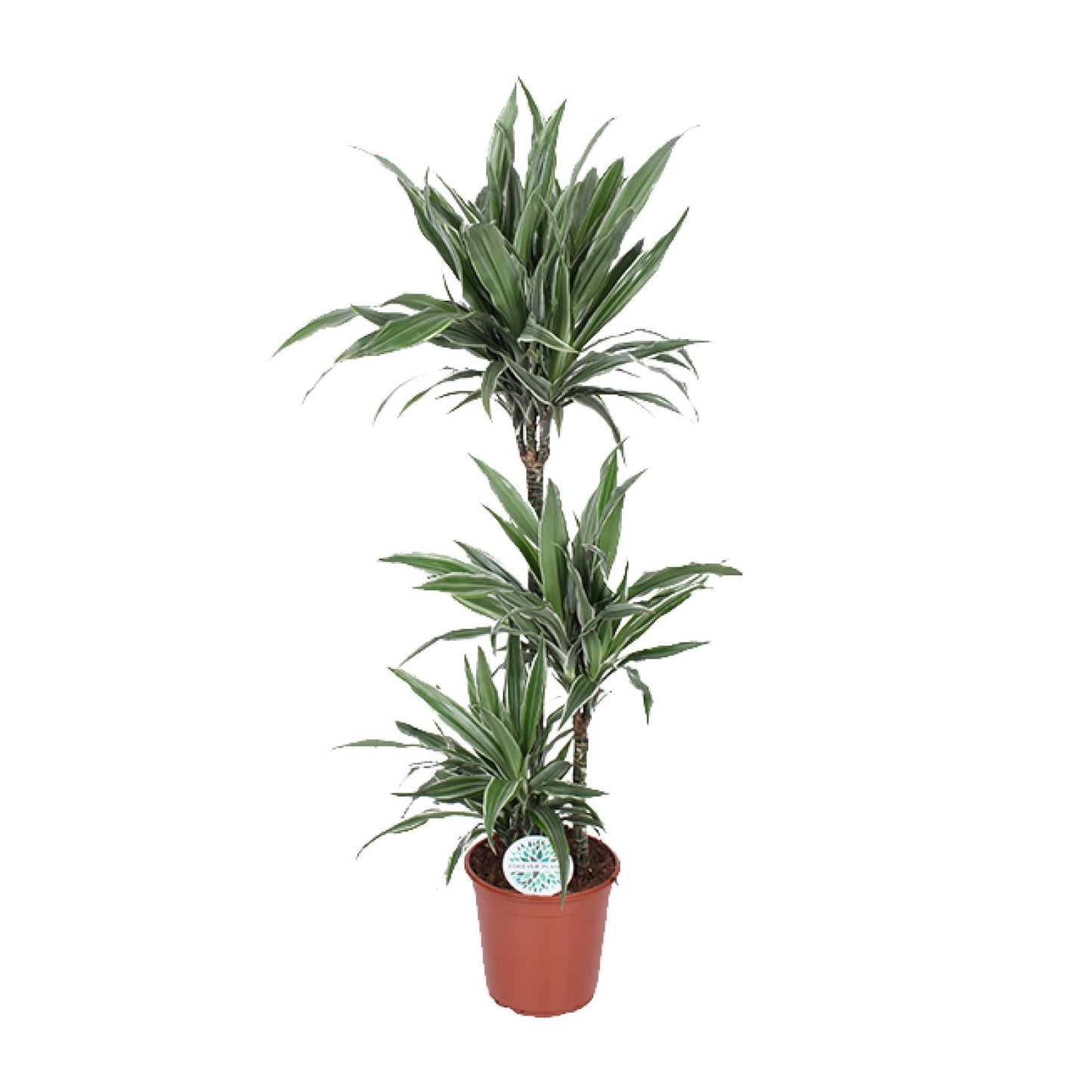 Dracaena Warneckei - Ø24cm - ↕125cm