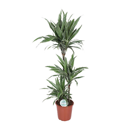 Dracaena Warneckei - Ø24cm - ↕125cm