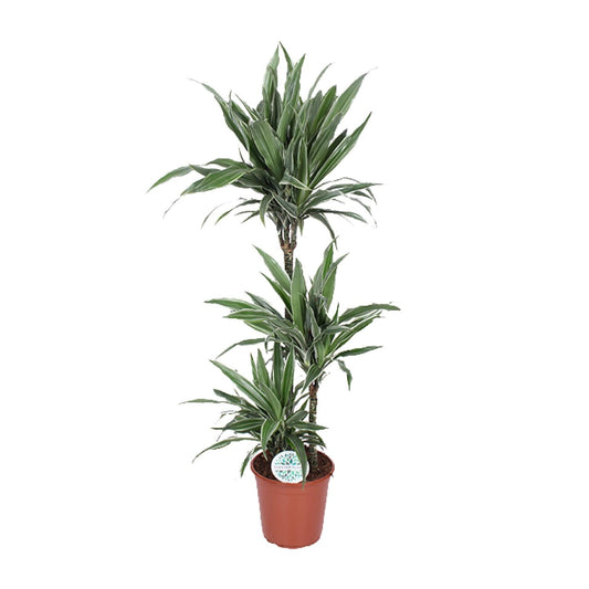 Dracaena Warneckei - Ø24cm - ↕125cm