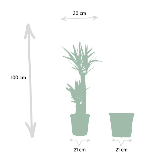 Yucca Palme 100 cm im Korb – Pflegeleicht & Stilvoll
