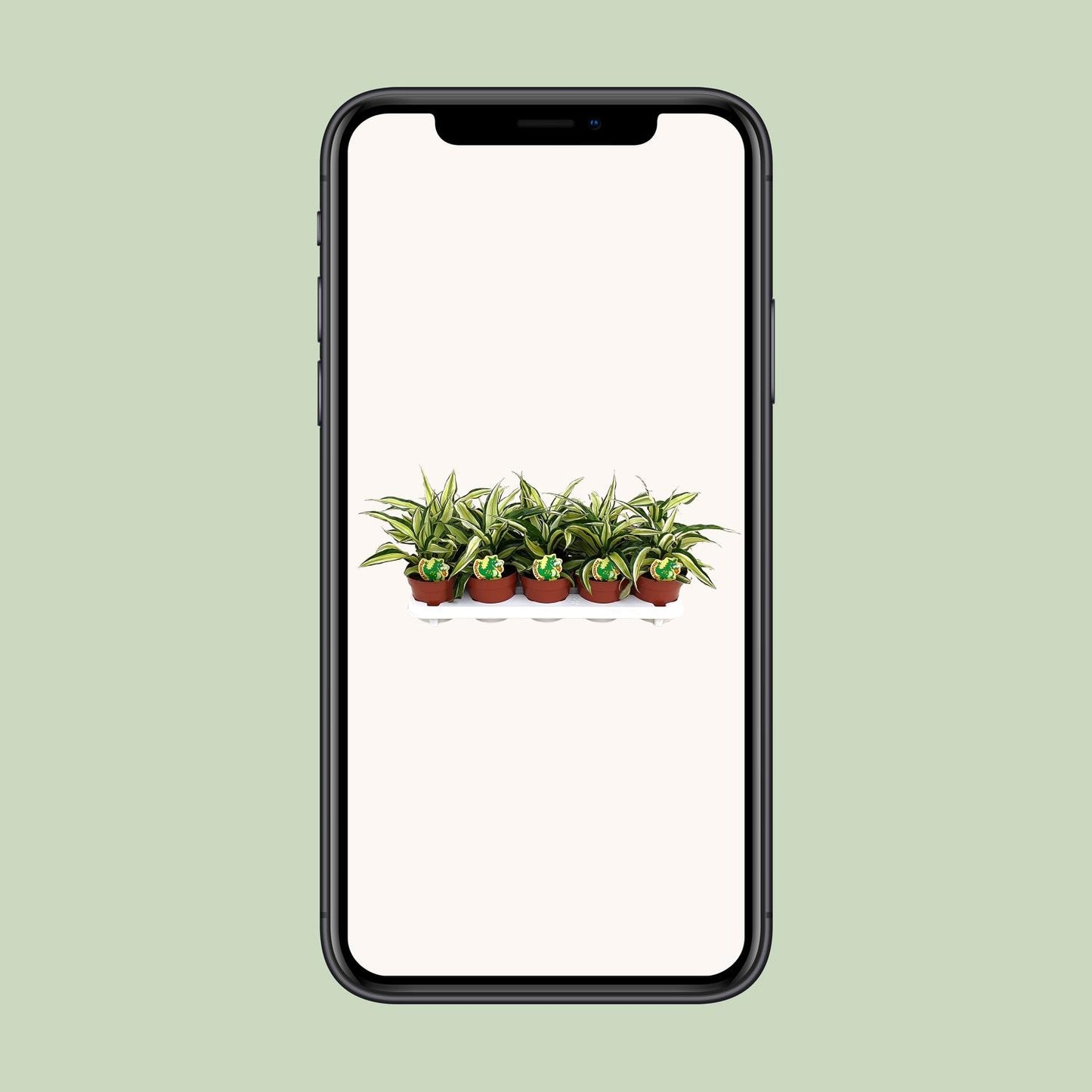 Dracaena Malaika - Ø12cm - ↕22cm